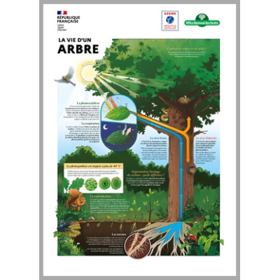 Exposition « La forêt face au changement climatique »