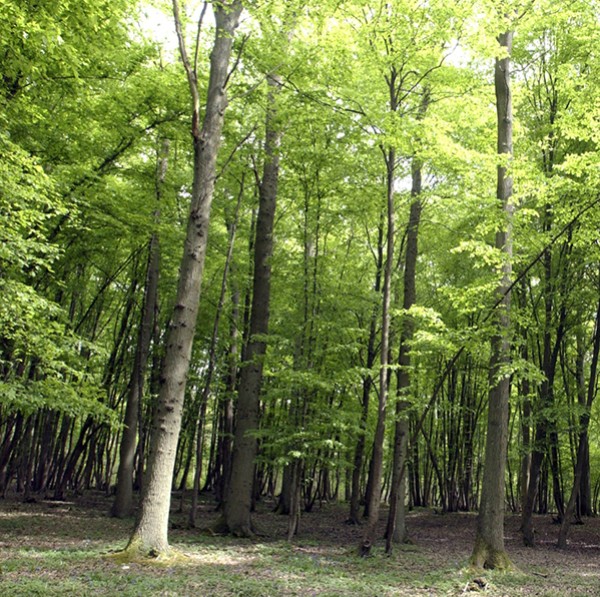 Forêt, biomasse et produits biosourcés