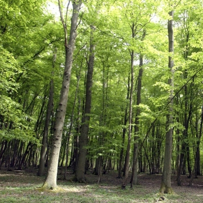 Forêt, biomasse et produits biosourcés, publications récentes